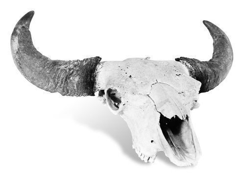 Second place, bison